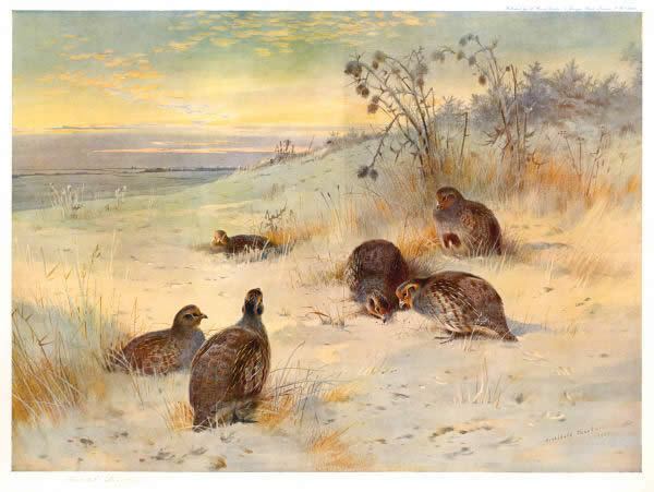 Archibald Thorburn Close of a Winter's Day